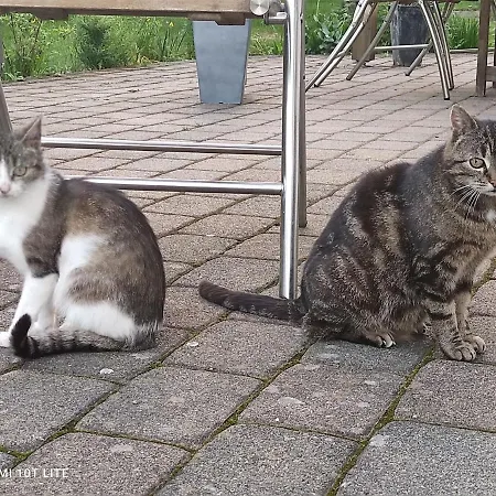 Gaestehaus Kuck بيت ضيافة