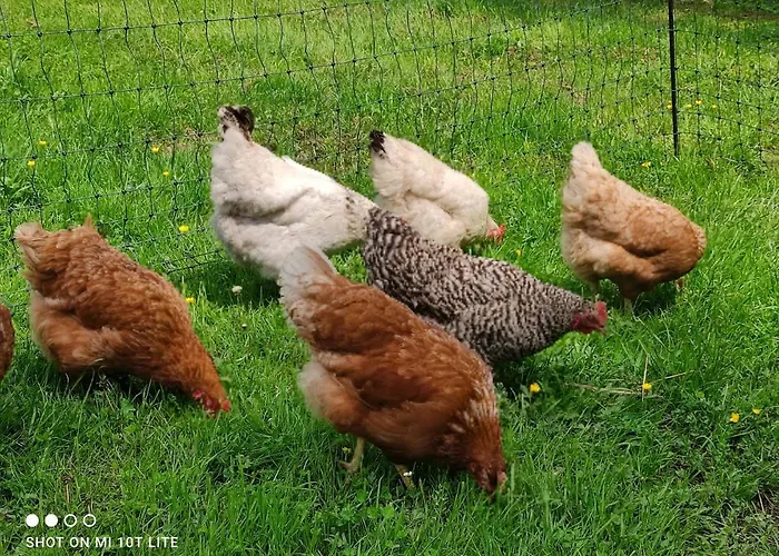 Gaestehaus Kuck 招待所